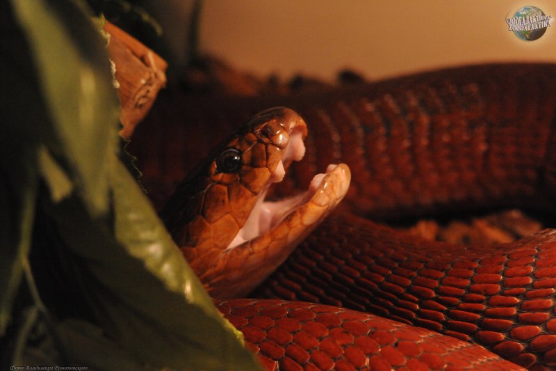 Паллида Кобра