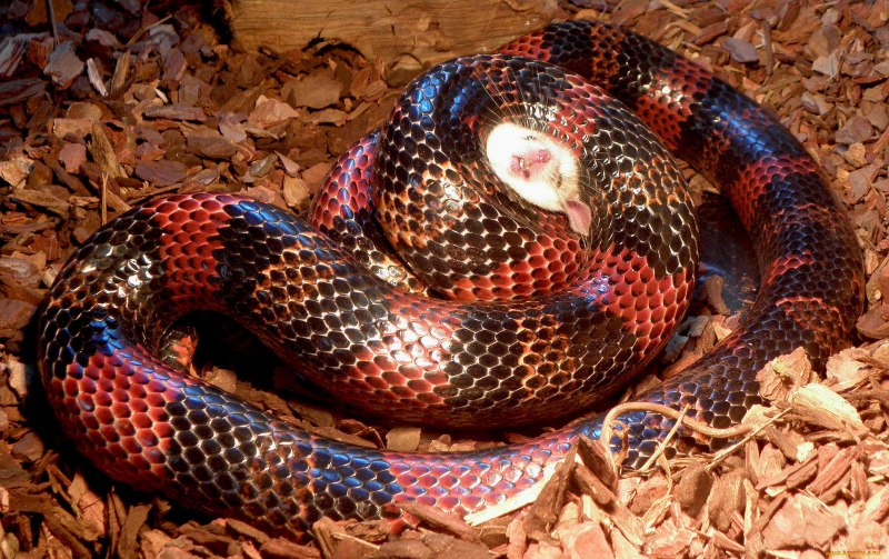 Красная рептилия