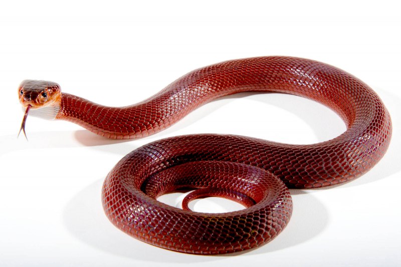 Паллида Кобра