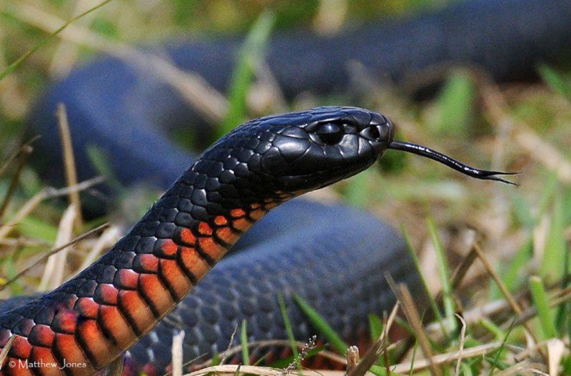 Синалойская молочная