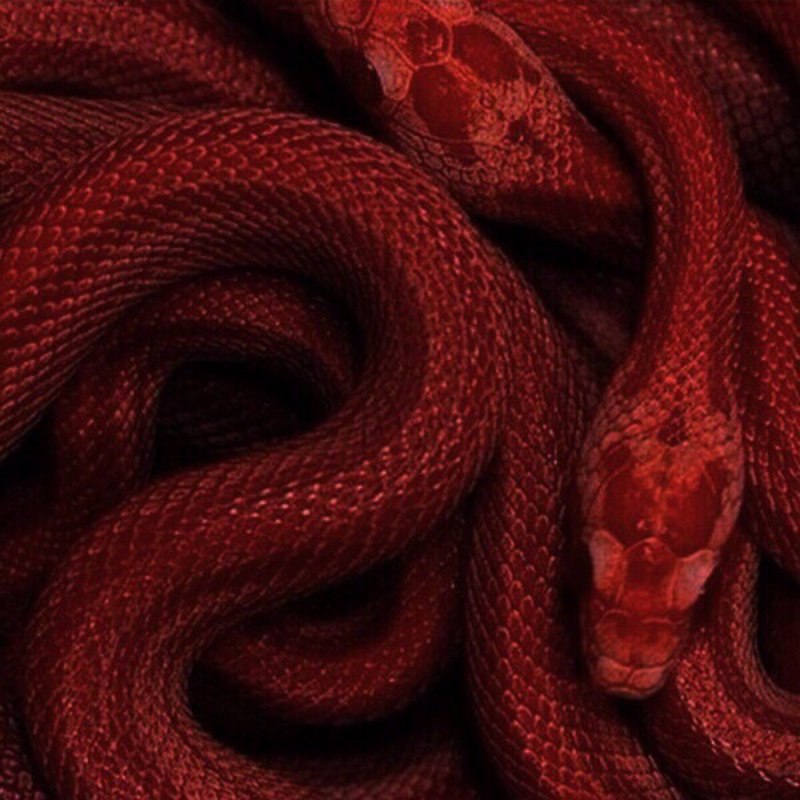 Змеи Гвидо Мокафико