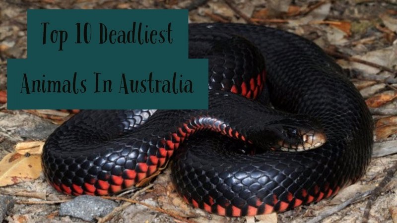 Кобра ползет