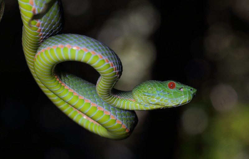 Найя Паллида