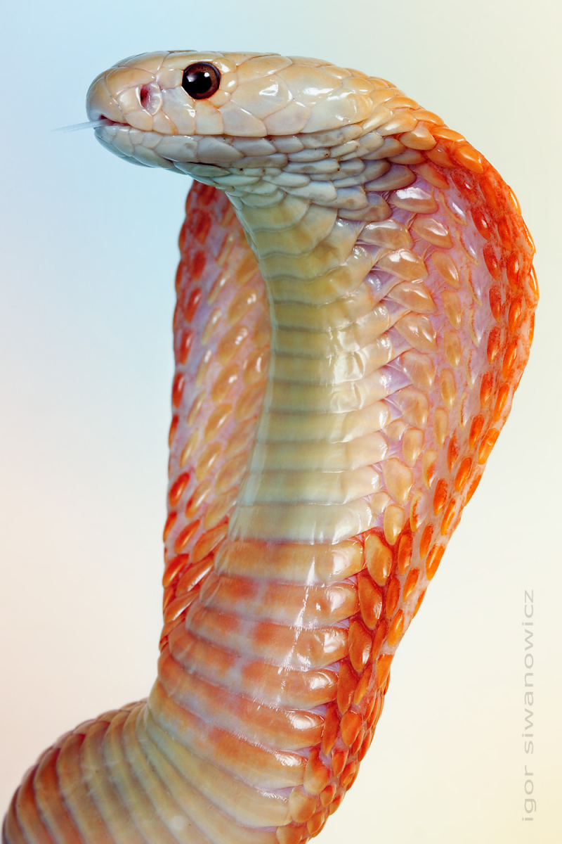 Змея эвил Преваилс