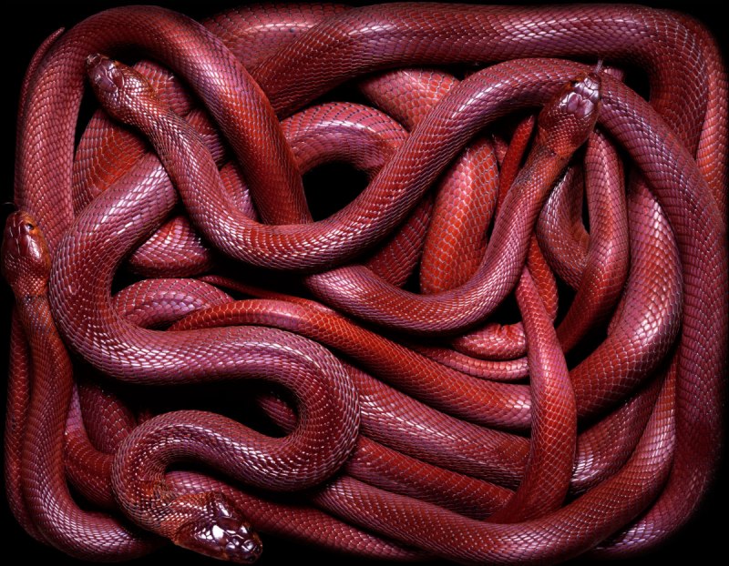 Джафар змея