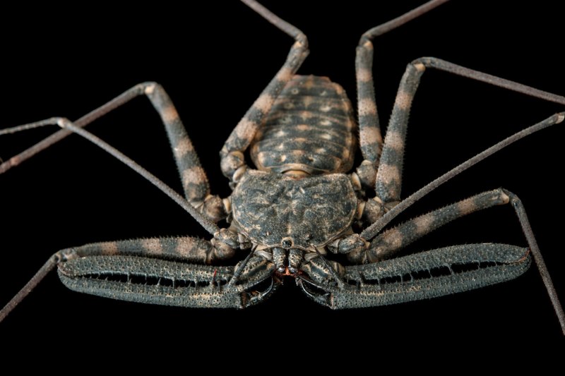 Фрин Дамон Вариегатус