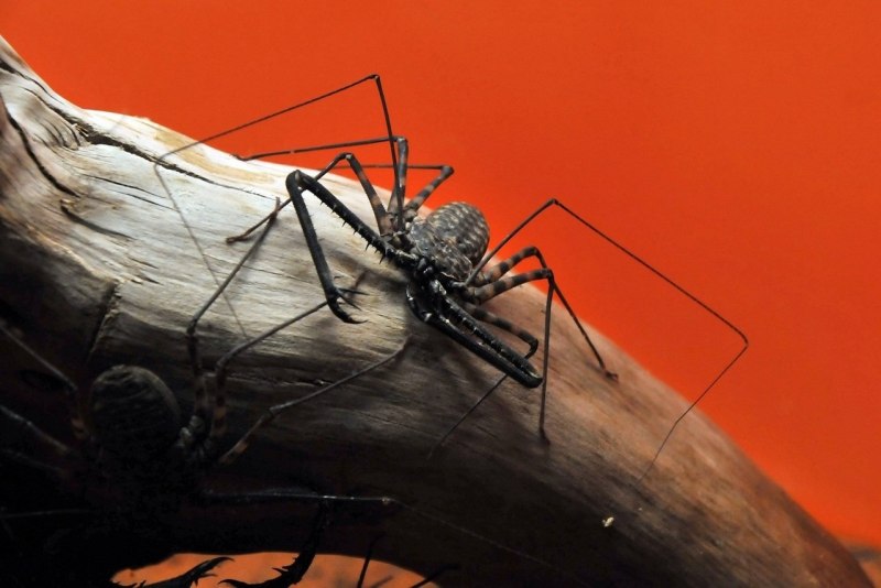 Фрин Damon variegatus