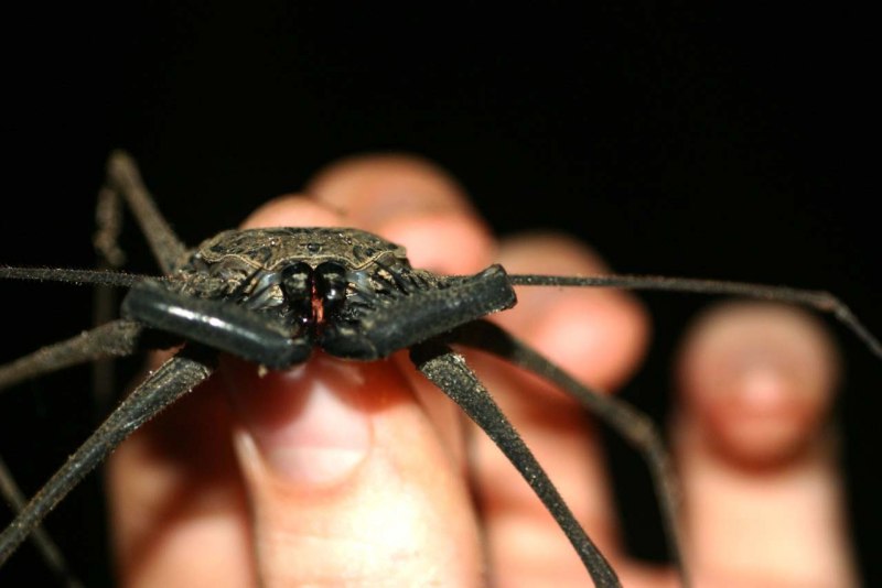 Фрин Дамон Вариегатус