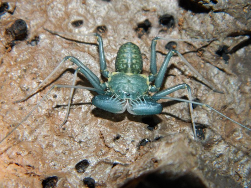 Фрины хелицеры