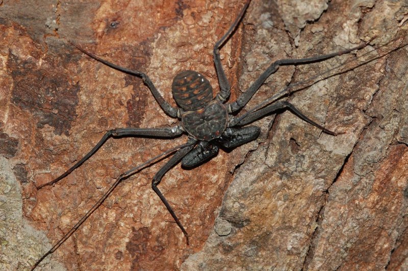 Фрин паукообразное