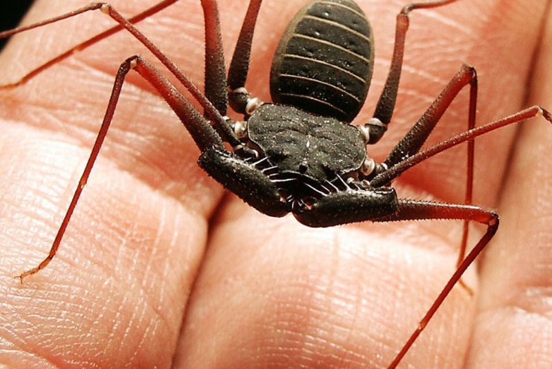 Жгутоногий паук Фрин