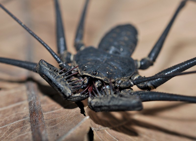 Фрин Дамон Вариегатус