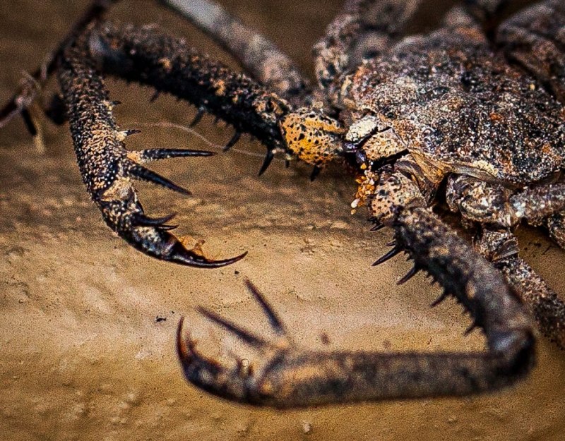 Жгутоногий паук Фрин Damon