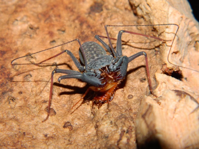 Жгутоногий паук Фрин