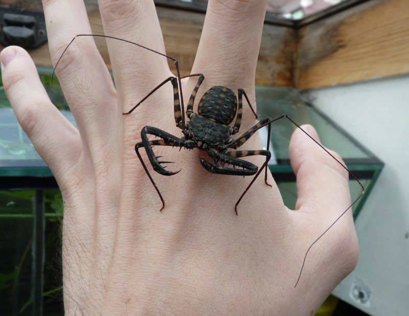 Арахнид паук-Скорпион