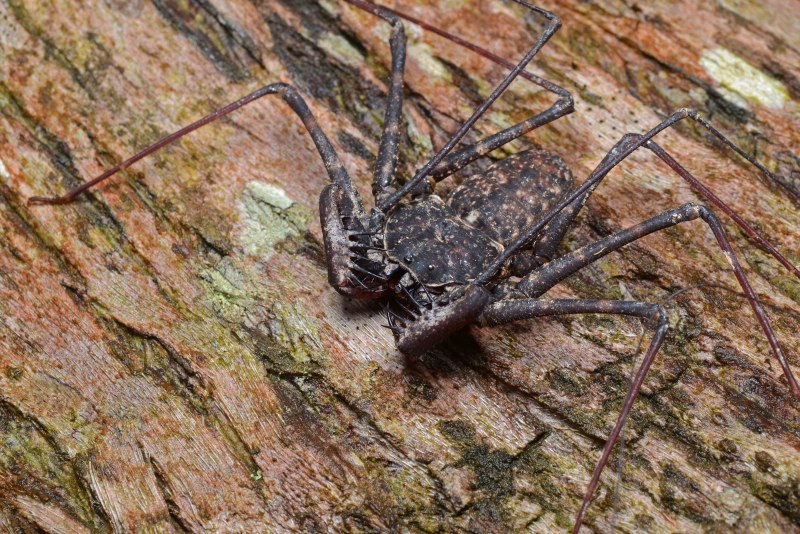 Жгутоногий паук