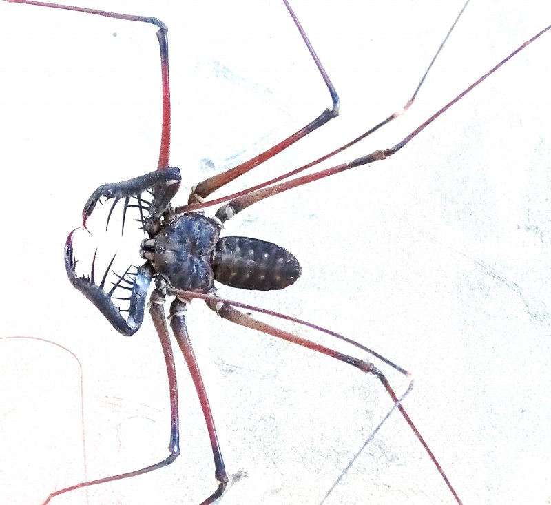 Паук Phrynus Whip