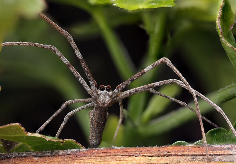 Жгутоногие пауки личинки