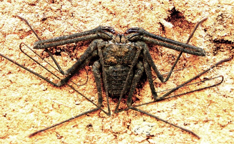 Паук Фрин черный