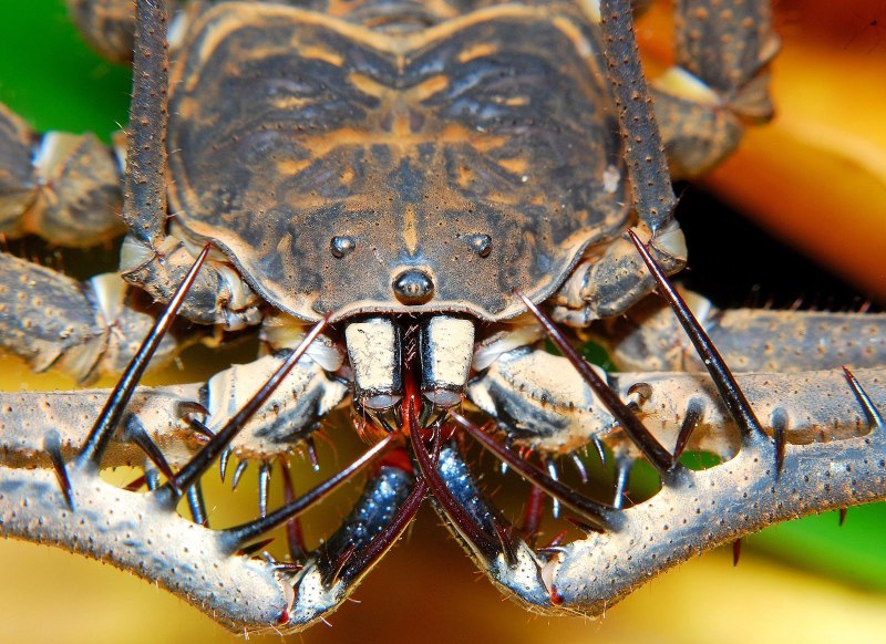 Фрин Damon variegatus