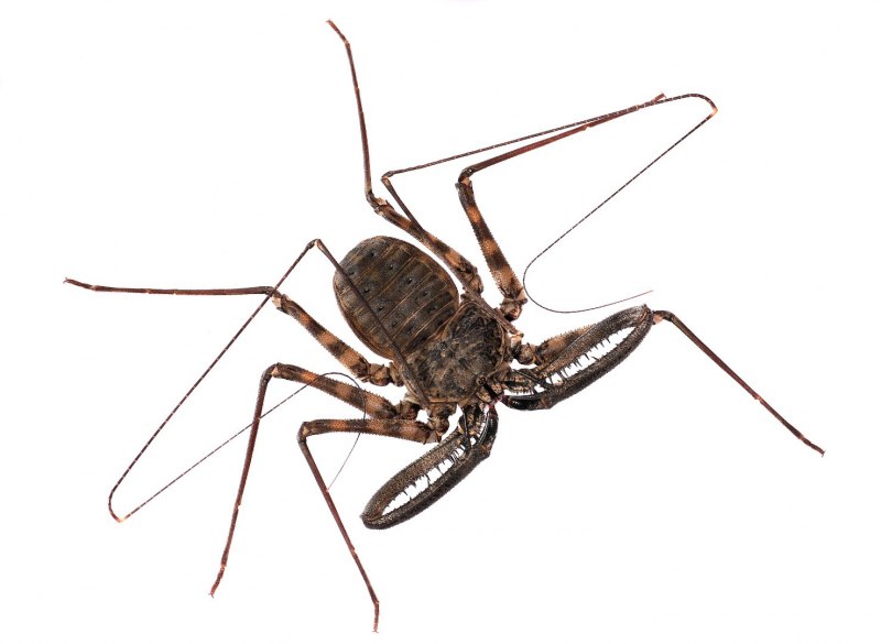 Фрин паук Гарри Поттер