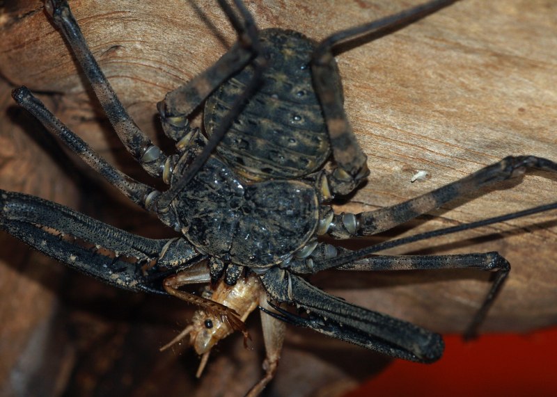 Фрина общая характеристика