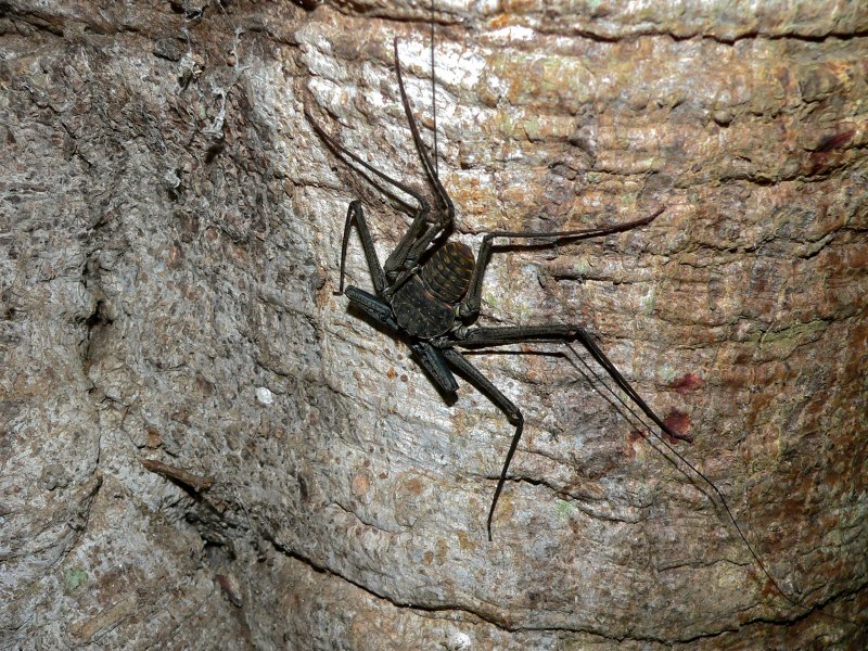 Фрин Дамон Медиус