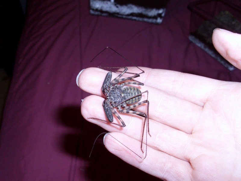 Жгутоногий паук Euphrynichus amanica