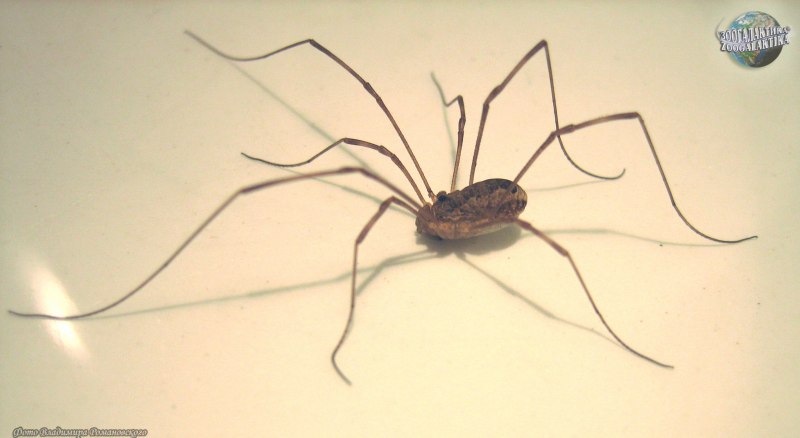 Паук Фрин тату