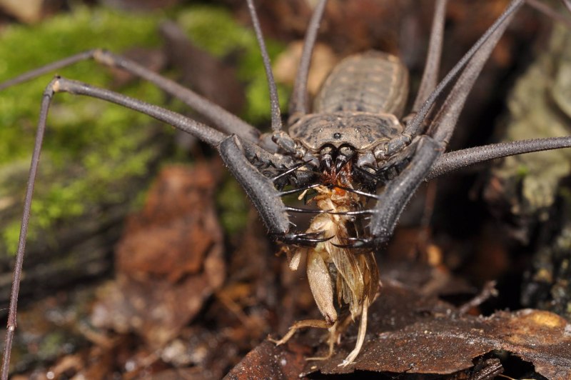 Euphrynichus amanica паук