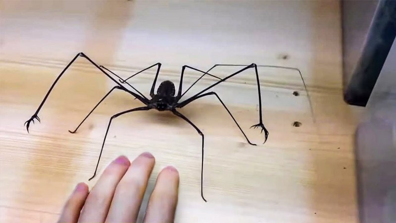 Фрин Damon variegatus