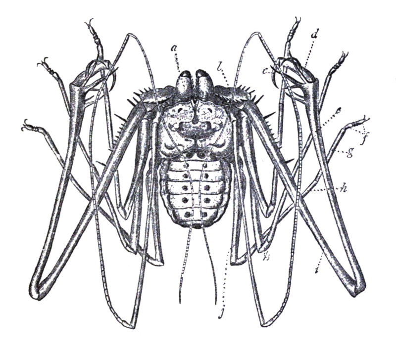 Арахнид Скорпион