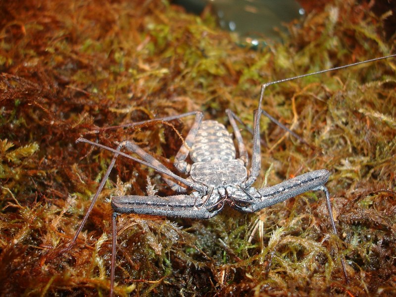 Сенокосец обыкновенный