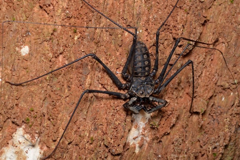 Паук Фрин насекомое