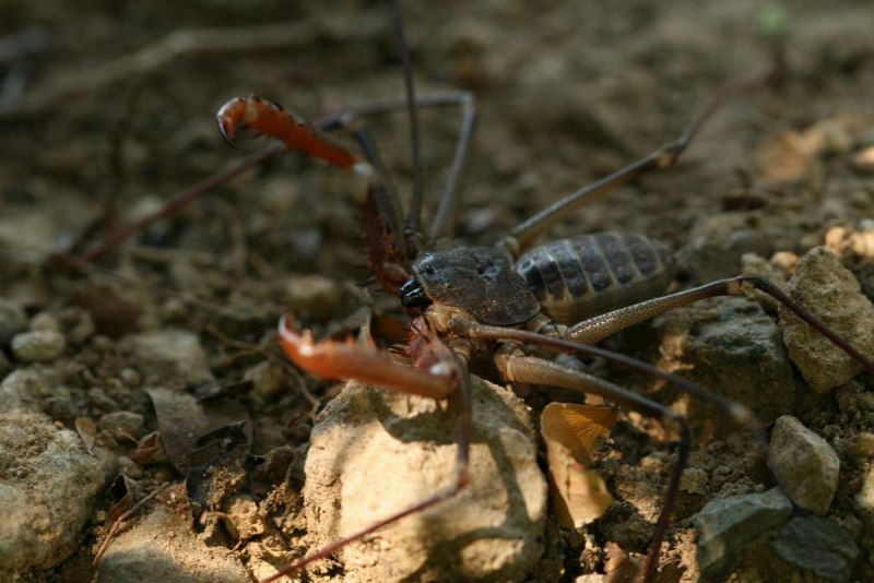Фрин паук Татуировка