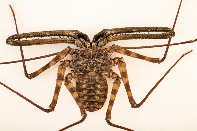 Фрин мексиканский (Phrynus mexicanus