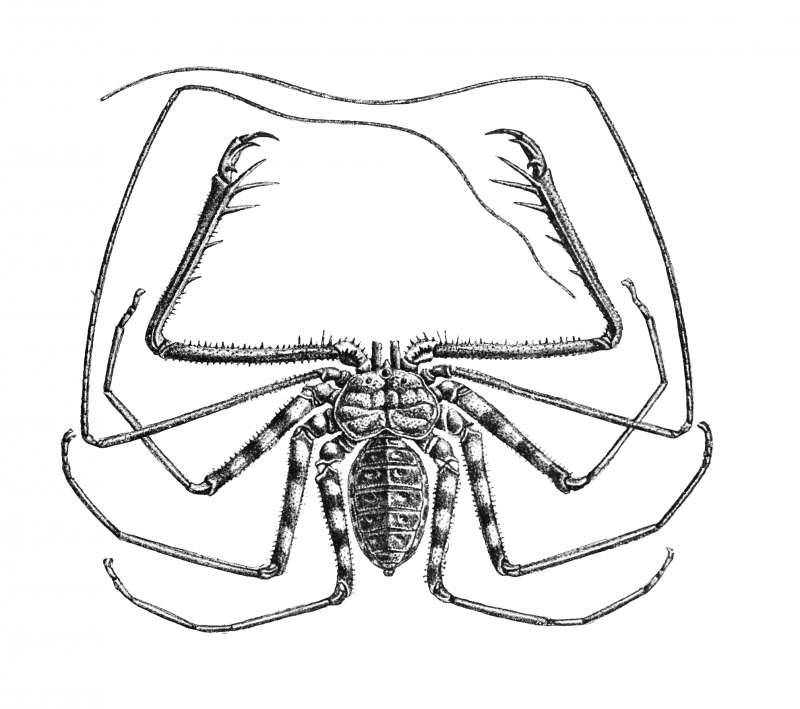 Длинноногий паук сенокосец