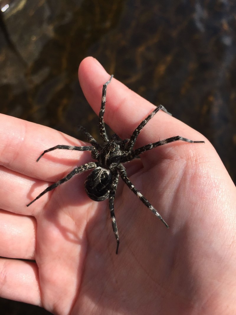 Tailless Whip Scorpion