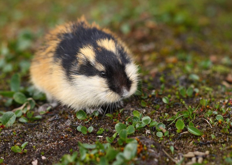 Норвежский лемминг