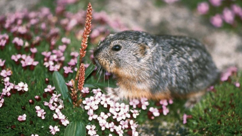 Илийская пищуха