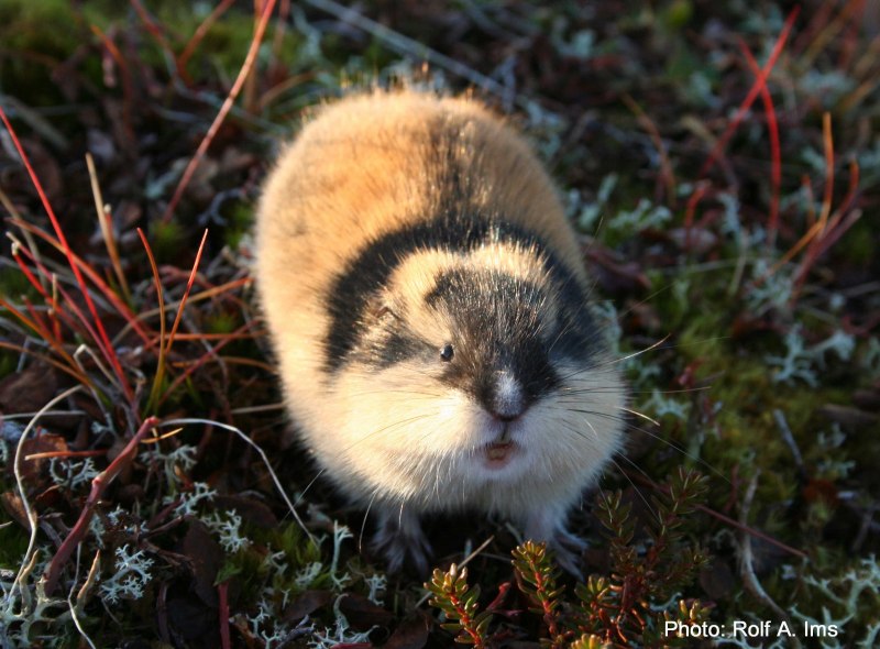 Амурский лемминг