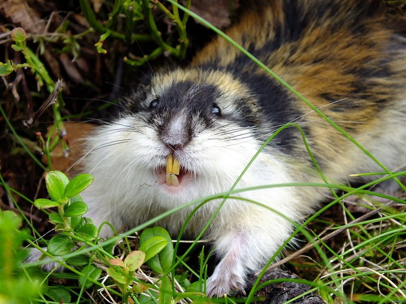 Желтобрюхий лемминг