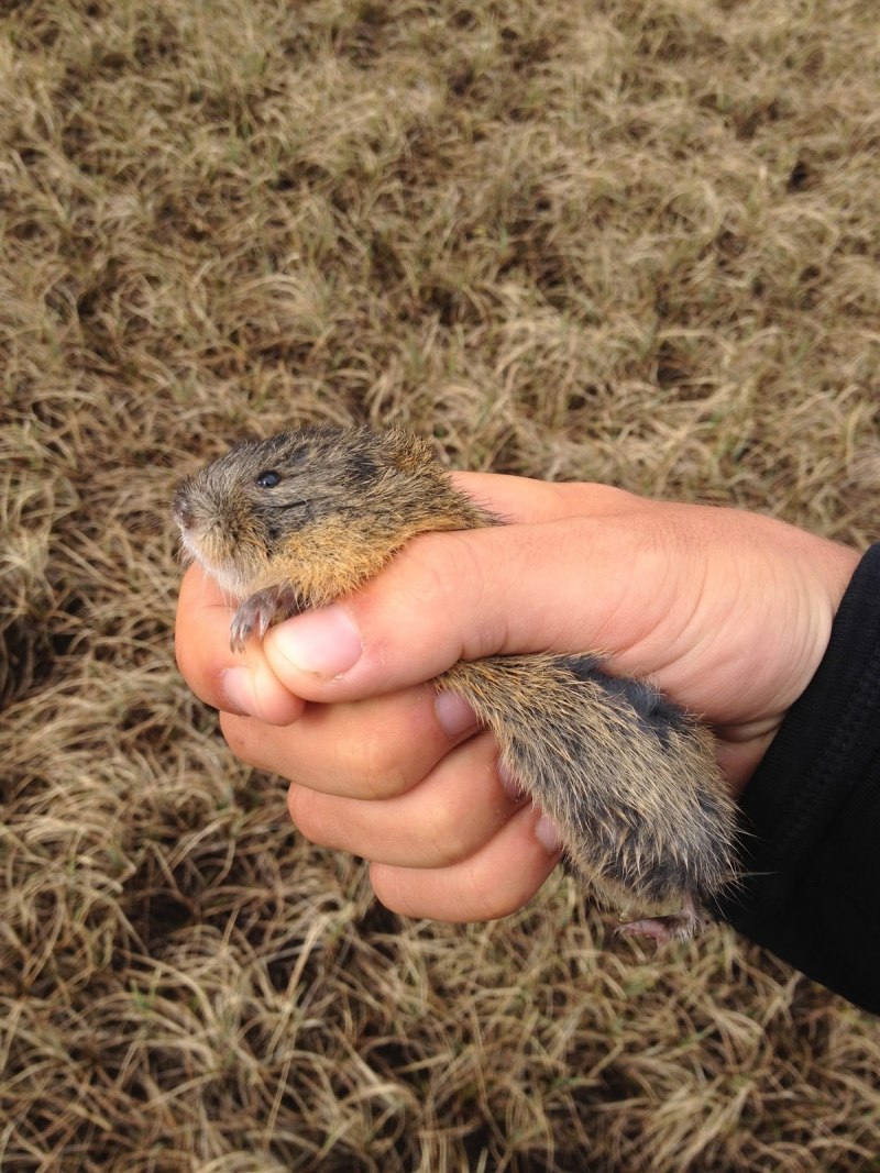 Лемминг крыса