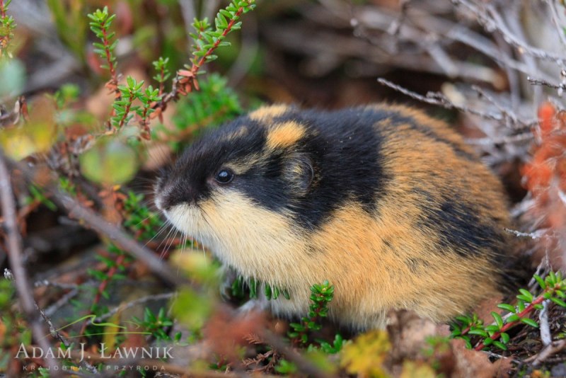 Лемминг в тундре