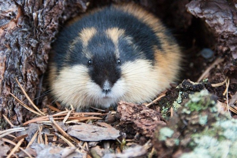 Амурский лемминг