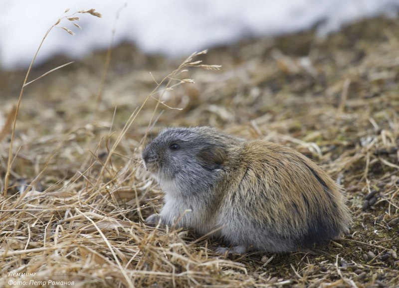 Лесной лемминг