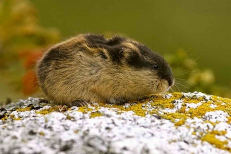 Желтобрюхий лемминг