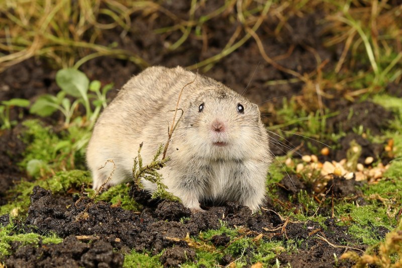 Пеструшка Степная * Lagurus Lagurus