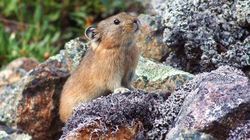 Копытный лемминг