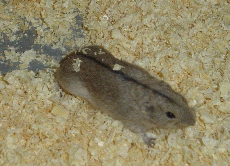 Лемминг животное